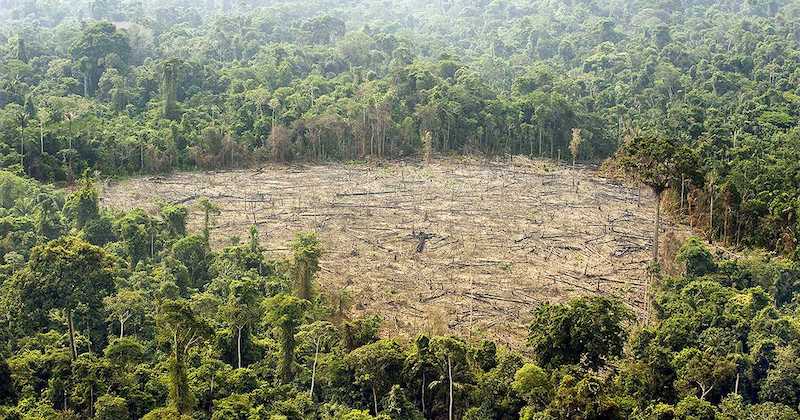 Crops over chainsaws