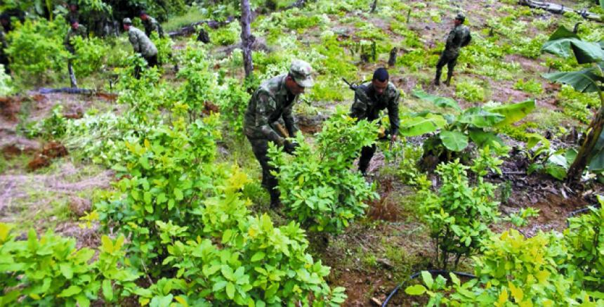 Colombian Government and FARC begin drug-crop substitution program