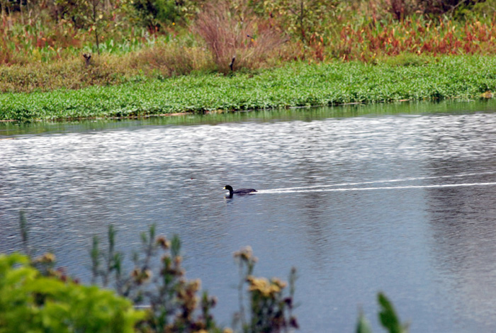 Why to protect Bogota’s wetlands