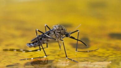 Yellow fever outbreak in Brazil prompts a state of emergency