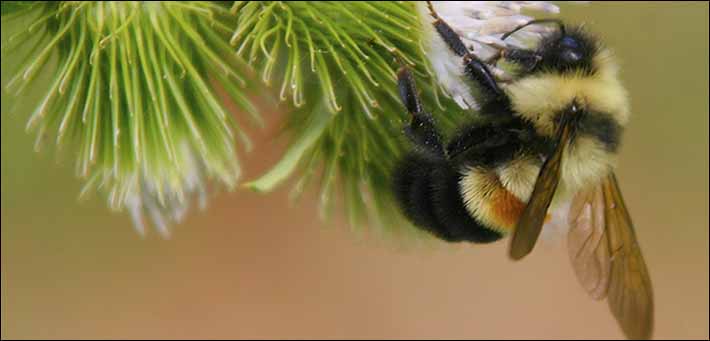 First bumble bee species to be listed as endangered