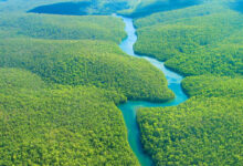 Wireless biodiversity monitoring in the Amazon