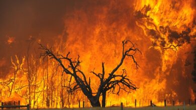 Los Incendios en Chile y la necesidad de implementar la gestión forestal sostenible