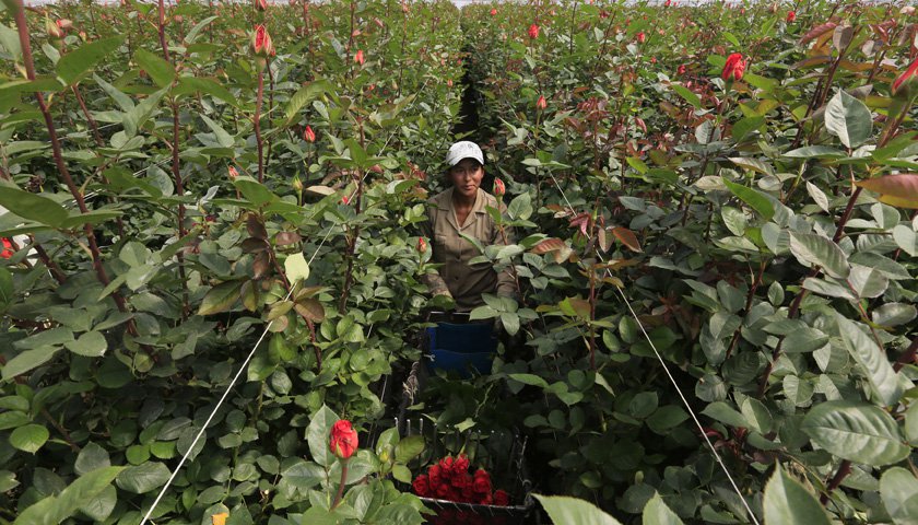 Colombia keeps cocaine from spoiling Valentine’s Day Flowers