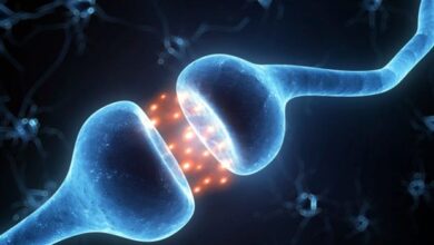 Scientists find brain hormone that triggers fat burning