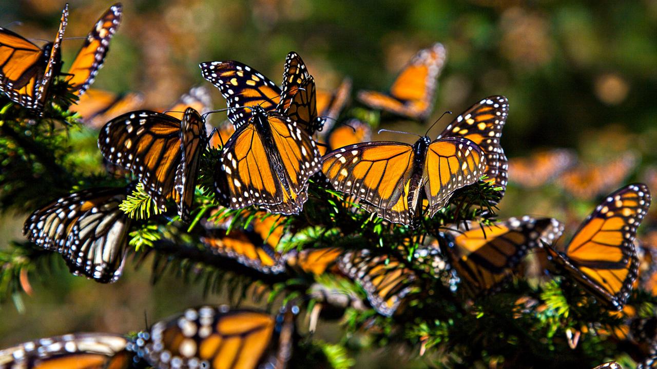 Monarch butterflies winter migration falls