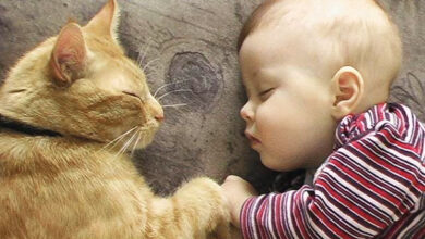 Cats do not harm children’s mental health, study finds