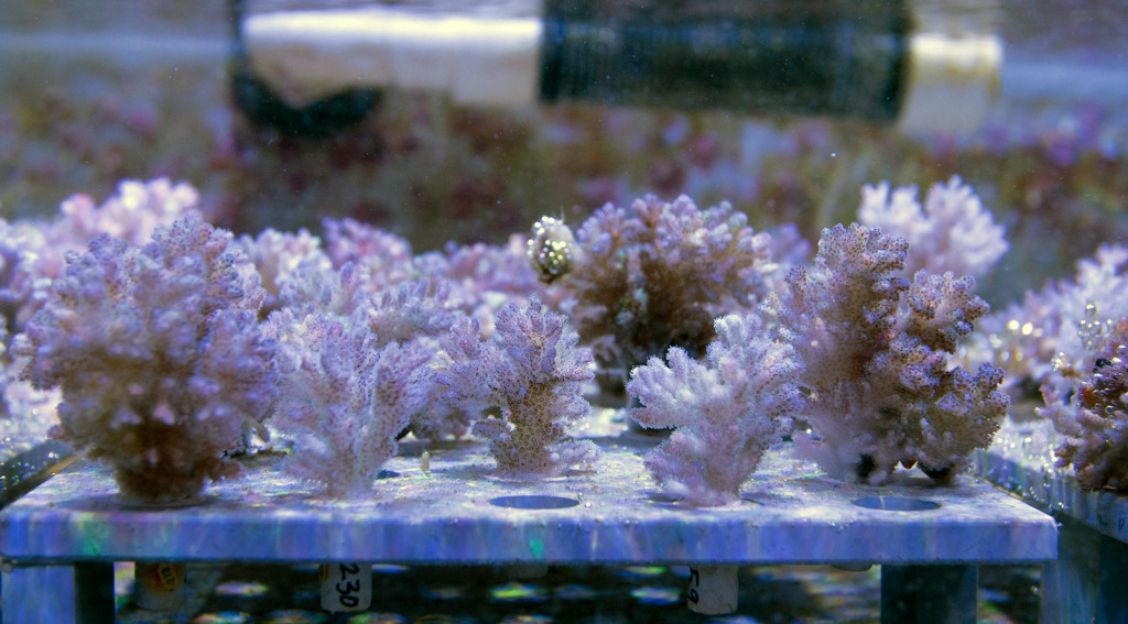 Corals meet genetic engineering