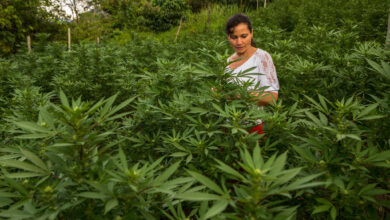 With rebels gone, Colombia jumps into the pot industry