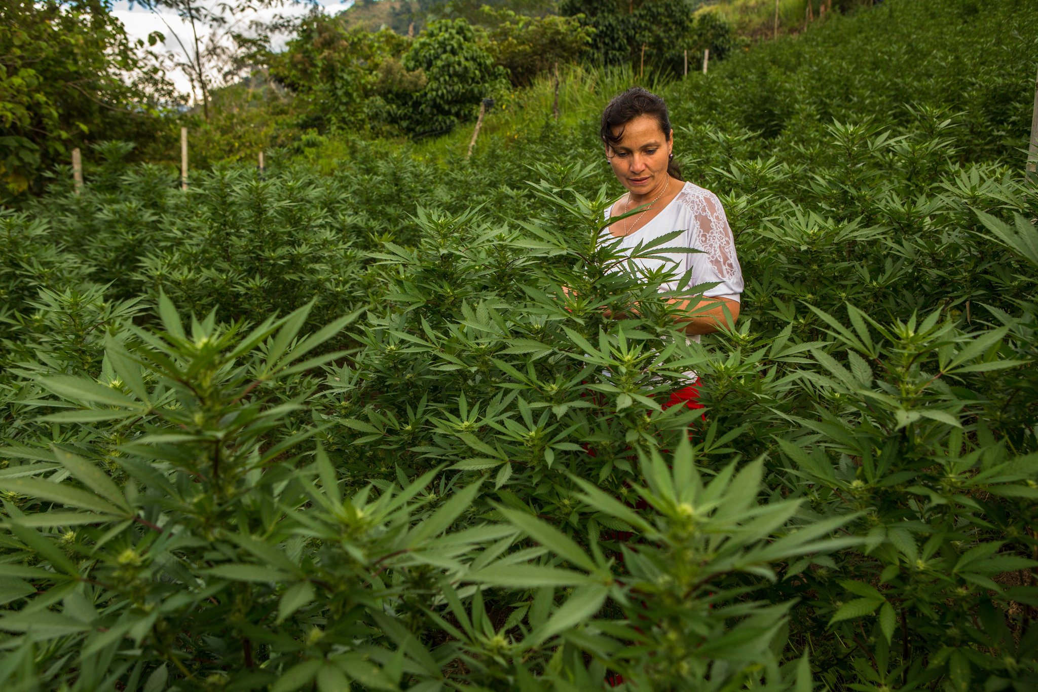 With rebels gone, Colombia jumps into the pot industry