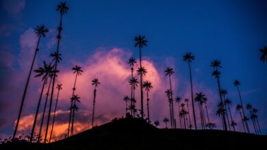 Coffee region and the Cocora Valley