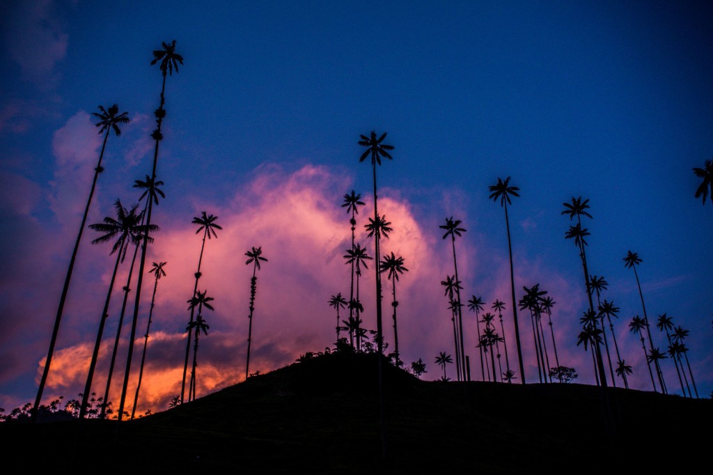 Coffee region and the Cocora Valley