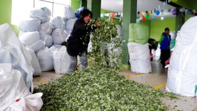 Bolivia’s Morales boosts legal coca production