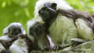 90% of our primates are threatened