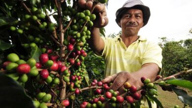 How are Colombian coffee growers are adapting to climate change?