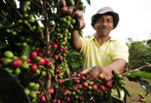How are Colombian coffee growers are adapting to climate change?