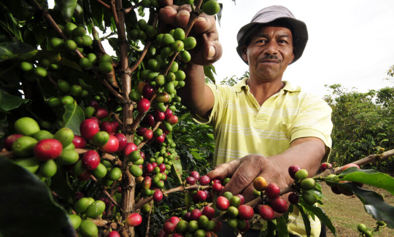 How are Colombian coffee growers are adapting to climate change?