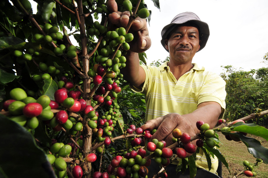 How are Colombian coffee growers are adapting to climate change?