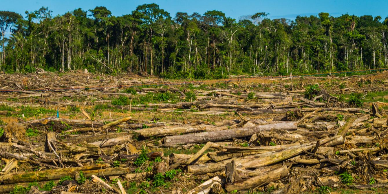 Indigenous groups can really battle deforestation