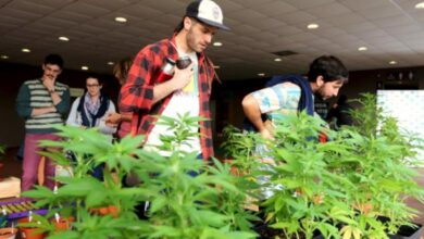 Uruguay gives pharmacies green light to start selling marijuana