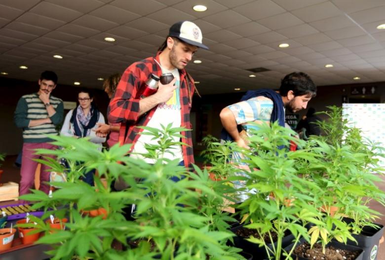 Uruguay gives pharmacies green light to start selling marijuana