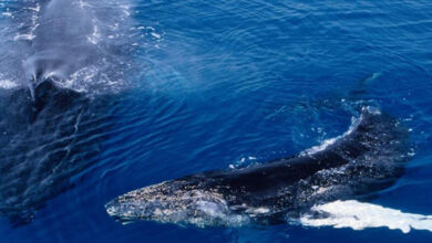 Humpback whales: Running out of time?