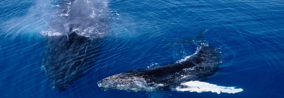 Humpback whales: Running out of time?