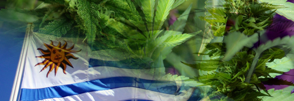 Uruguay: Legal pot user registration and prevention campaign