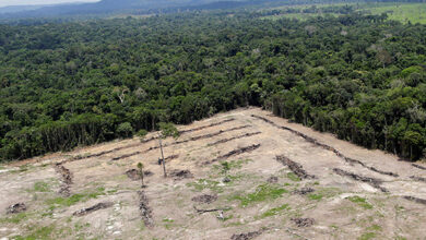 Cocaine production and deforestation in Central America