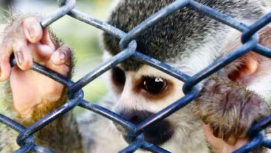 Perú: ¿Cúal es la ruta del tráfico ilegal de fauna?