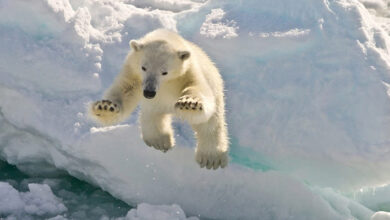 Polar bears will face their due date