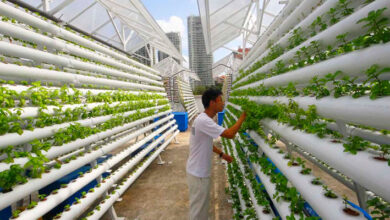 ¿Qué es agricultura vertical?