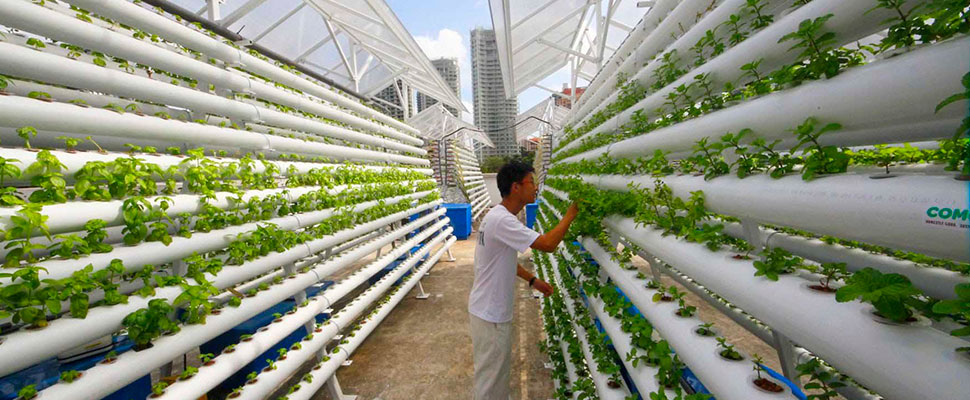 ¿Qué es agricultura vertical?