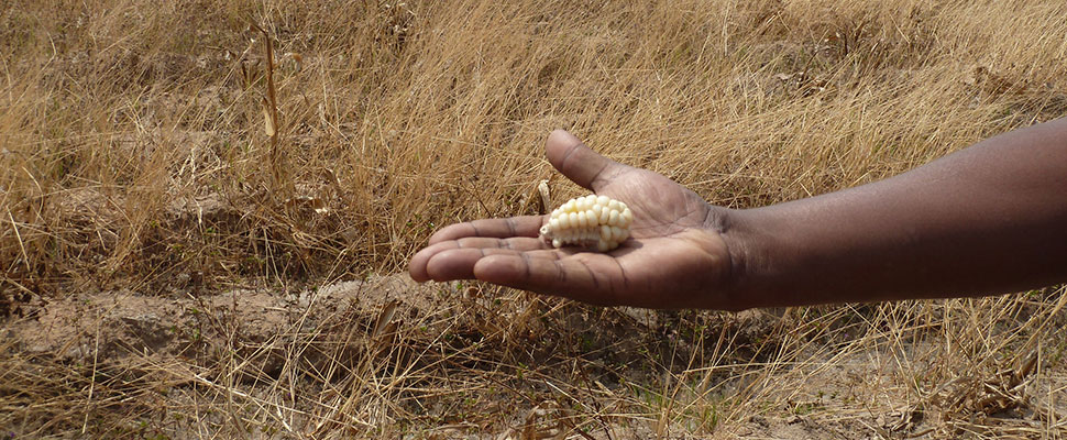 Seguridad alimentaria y cambio climático