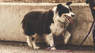 Chile busca proteger a las mascotas