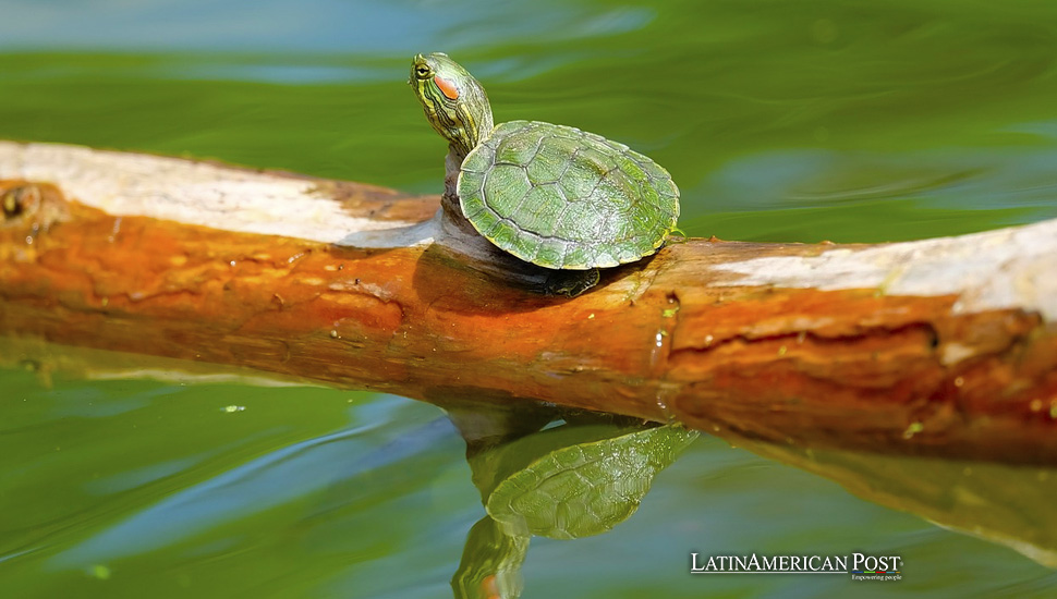 Poblaciones de tortugas de río aumentan gracias a la comunidad en Ecuador