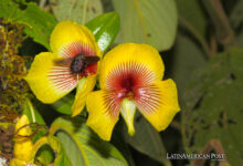 Descubren nueva especie de orquídea en Ecuador