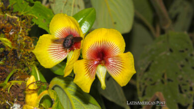 A New Species of Orchid Discovered in Ecuador