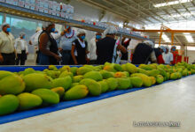 Fotografía cedida por la Secretaría de Agricultura y Desarrollo Rural (Sader) donde se observa a trabajadores en una empacadora de mango en México (México)