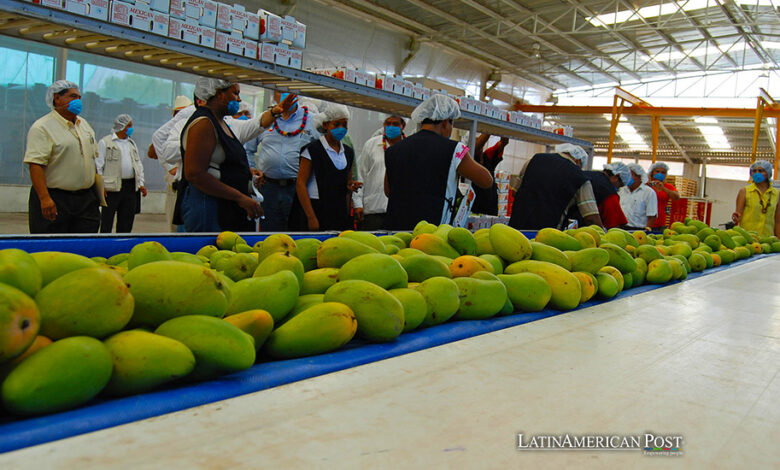 Fotografía cedida por la Secretaría de Agricultura y Desarrollo Rural (Sader) donde se observa a trabajadores en una empacadora de mango en México (México)