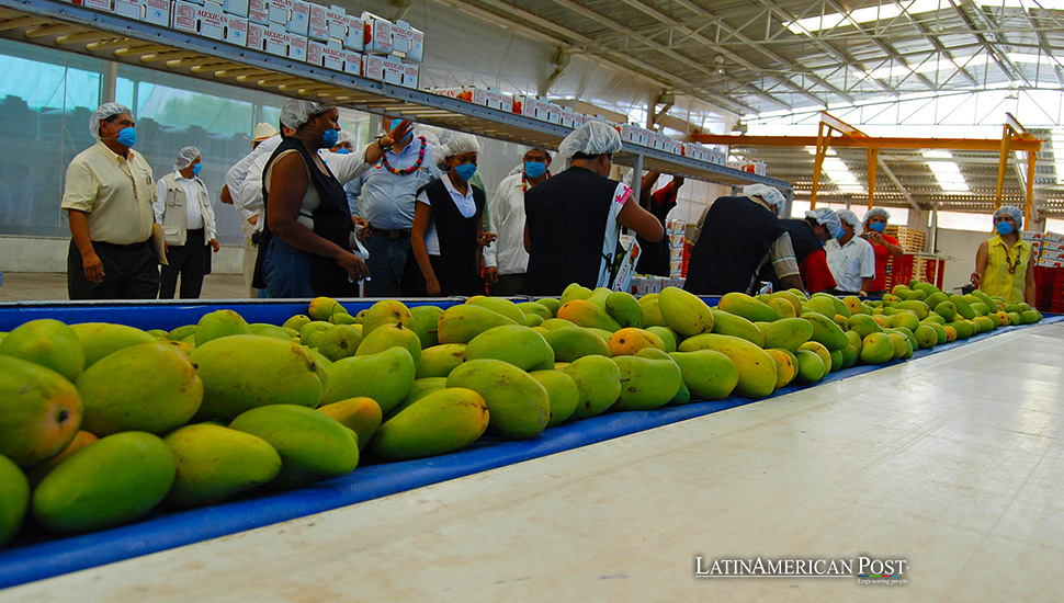 Mexico’s Record-Breaking Mango Harvest in 2023