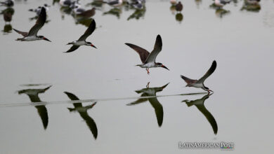 Aves vuelan sobre un cuerpo de agua en el refugio de vida silvestre "Los Pantanos de Villa", en el sur de Lima (Perú)