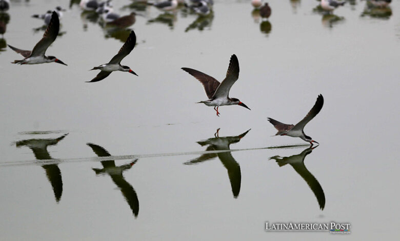 Aves vuelan sobre un cuerpo de agua en el refugio de vida silvestre "Los Pantanos de Villa", en el sur de Lima (Perú)