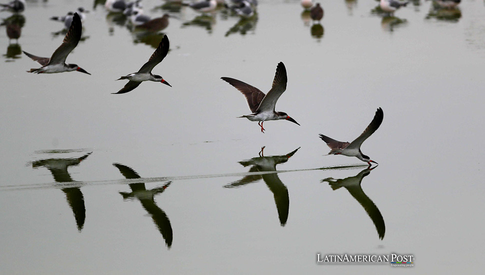 Peru is the Country with the Greatest Diversity of Birds in the World, its Authorities Announce