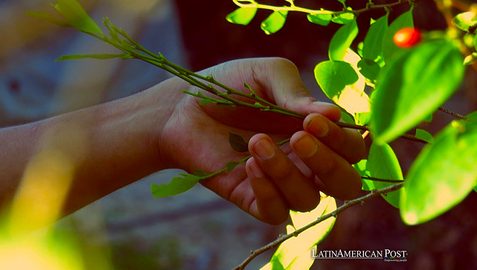 El esfuerzo de Colombia por redefinir la planta de coca más allá del estigma de la cocaína