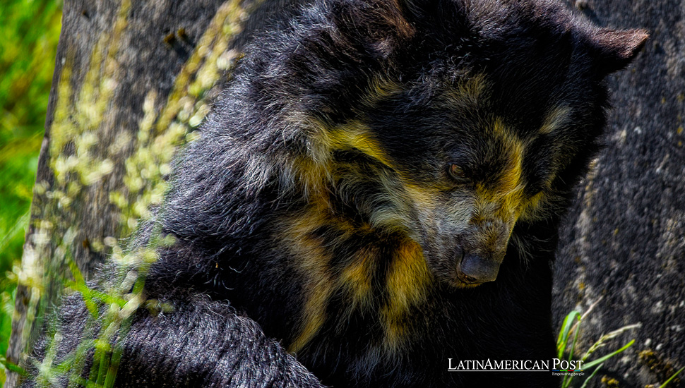 Rara infección por el virus del moquillo canino en un oso andino colombiano