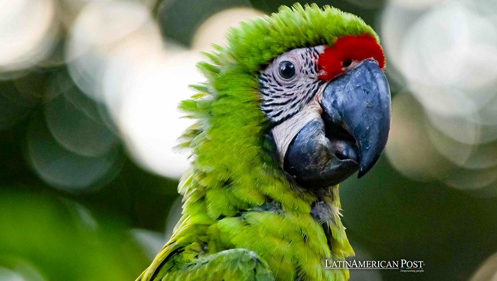 Costa Rica’s AI-Driven Project to Monitor Endangered Scarlet Macaws