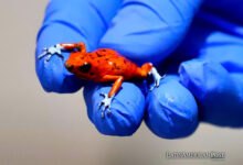 Fotografía cedida por la Secretaría de Ambiente de una rana venenosa en peligro de extinción que buscaba ser sacada del país en unos tarros de plástico por una ciudadana brasileña, hoy en Bogotá (Colombia).