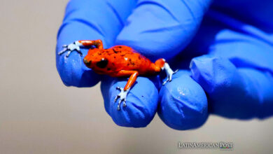 Fotografía cedida por la Secretaría de Ambiente de una rana venenosa en peligro de extinción que buscaba ser sacada del país en unos tarros de plástico por una ciudadana brasileña, hoy en Bogotá (Colombia).