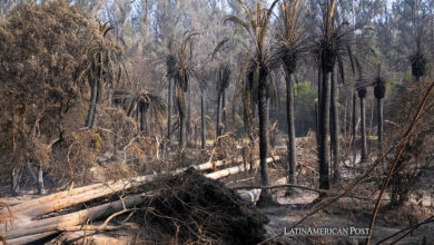 Palmeras quemadas por el incendio en el Jardín Botánico de Viña del Mar, hoy, en Viña del Mar (Chile)